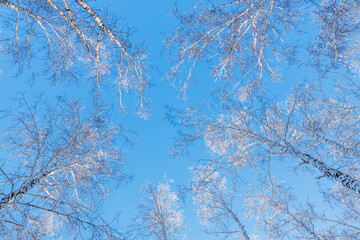 a view from below of the treetops in winter, the crowns are covered with frost