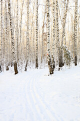 vertical photo of a winter forest and a path for skiing between the trees