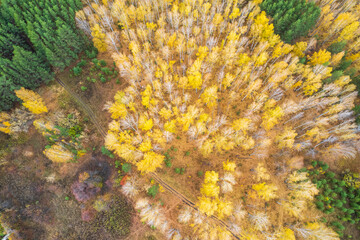a forest dirt road running through the forest among yellow trees