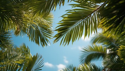 frame of palm leaves in the sky, copy space. travel and vacation concept. 