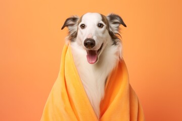 Close-up portrait photography of a smiling borzoi wearing a plush robe against a pastel orange background. With generative AI technology