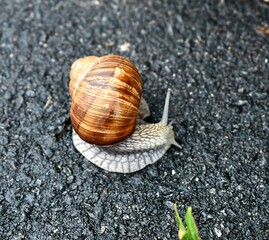snail on a stone