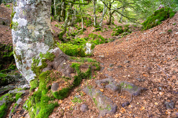 Argovejo beech forest in springtime and the beauty waterfalls