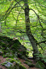 Argovejo beech forest in springtime and the beauty waterfalls