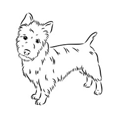 Decorative outline portrait of Dog Australian Terrier, vector