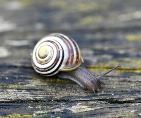 snail on a tree