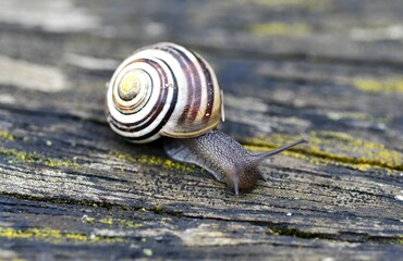 snail