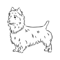 Decorative outline portrait of Dog Australian Terrier, vector