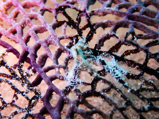 Tiny macro tufted nudibranch (Tritoniopsis frydis) laying spiral eggs on a purple seafan, Roatan, Bay Islands, Honduras