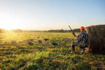 Hunter in camouflage with a gun hunting on black grouse at sunrise.