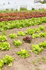 Lettuce field at organic farm, selective focus.