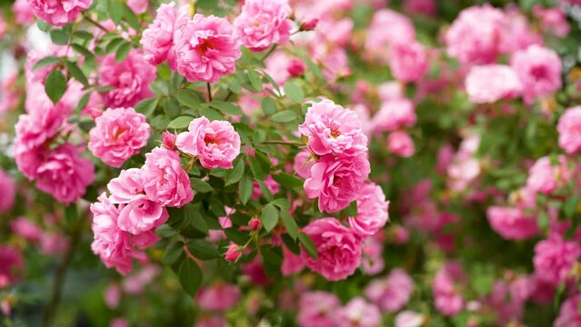 Beautiful pink blooming buds or inflorescences of a climbing rose. close-up. Photo for a garden center or plant nursery catalog. Sale of green spaces