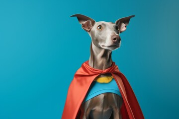 Medium shot portrait photography of a funny italian greyhound dog wearing a superhero cape against a tropical teal background. With generative AI technology