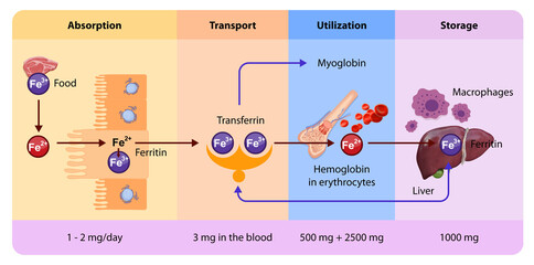 Iron distribution involves transport by transferrin, storage in ferritin, and utilization in hemoglobin synthesis or metabolic processes within various body tissues and organs. - obrazy, fototapety, plakaty