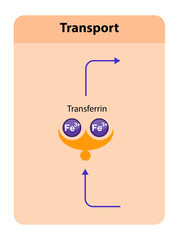 Transferrin, blood plasma glycoprotein that binds and transports iron throughout the body, playing a crucial role in iron homeostasis. 2d graphic