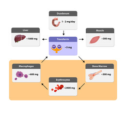 distribution of iron in the body, Iron metabolism. from liver, intestine and spleen. Ferrum circulation, recycling, stores and absorption.  2d 3d render, illustration, bone marrow, macrophages