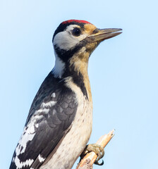 Great spotted woodpecker, Dendrocopos major. A close-up shot of the bird against the background sky