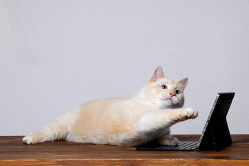 The concept of online education, a close-up of a cat in front of a tablet