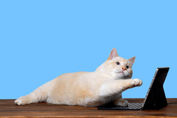 The cat is lying in front of the tablet, raised its paw above the keyboard. The concept of online learning. blue background