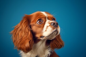 Naklejka premium Photography in the style of pensive portraiture of a happy cavalier king charles spaniel dog wearing a cashmere sweater against a sapphire blue background. With generative AI technology