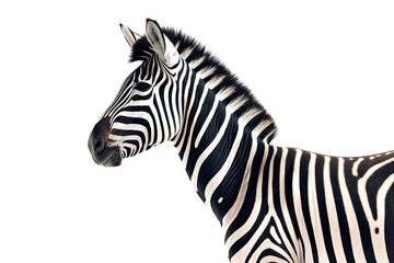 Fototapeta na wymiar Zebra illustration isolated transparent background, PNG , Generative AI