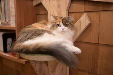 A portrait of a beautiful cat