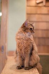 A portrait of a beautiful cat