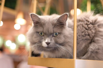 A portrait of cool cat