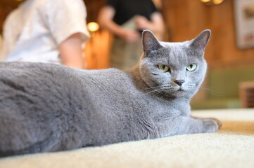 A portrait of cool cat