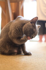 A portrait of cool cat