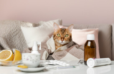 A sick cat lies and medicines for a cold, flu or coronavirus.