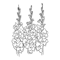 floral blooming gladiolus hand drawn vector illustration sketch