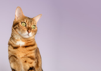 Portrait of a Bengal cat color rosette on gold on a purple background.