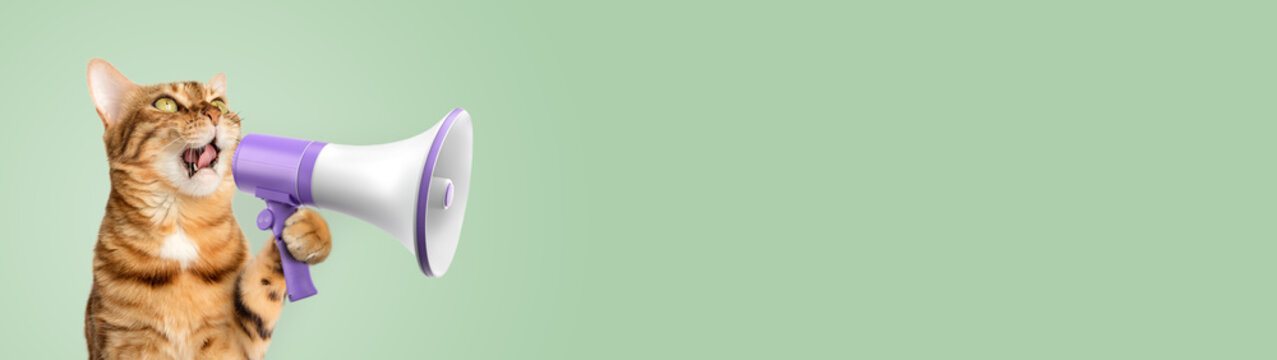 Funny domestic cat with a megaphone on a green background.