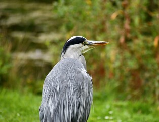 great blue heron