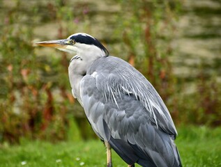 Fototapeta premium great blue heron