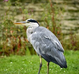 great blue heron