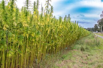 Cannabis