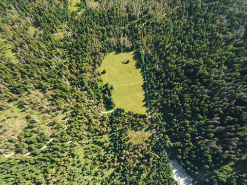 Aerial view of a forest with trees at Croda dei Baranci (Birkenkofel) mountain peak on the Dolomites range, San Candido (Innichen), Trentino, South Tyrol, Italy.