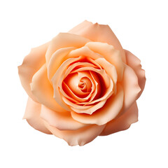 Apricot rose flower head isolated on transparent background, Generative AI