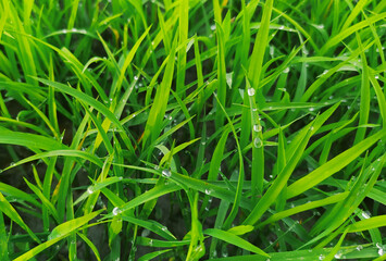 Raindrops on green rice leaves in the garden.