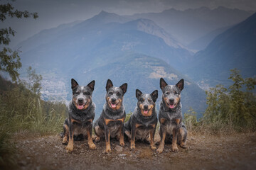 Four beautiful dogs in the mountains