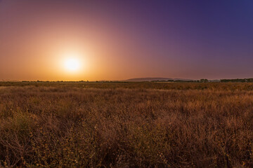 Beautiful plain fields in a golden sunset