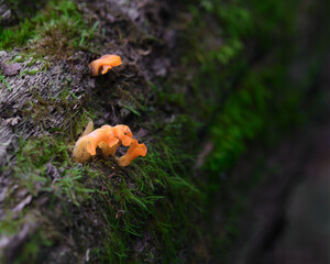 small orange fungi or fungus growing on an old moss covered log in the forest. This is a macro shot of the fungus