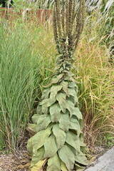 Verbascum montée en graines en fin d'été