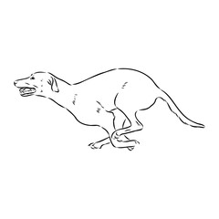 Austrian Black and Tan Hound austrian brandlbracke vector