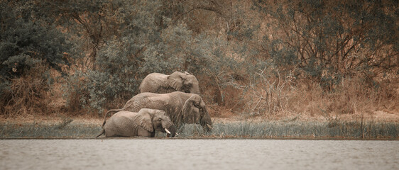 Panorama Bild von einer Familie Afrikanischer Elefanten am Seeufer