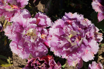 Tulip Lilac Perfection, large double flowers close-up