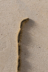 Pine processionary, Thaumetopoea pityocampa caterpillars in a line on the wall in the Springtime in Israel.
