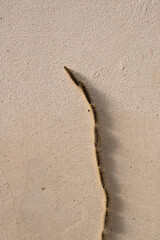 Pine processionary, Thaumetopoea pityocampa caterpillars in a line on the wall in the Springtime in...